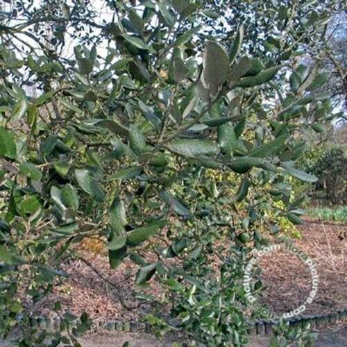 Afbeelding bij Steeneik - Quercus ilex 