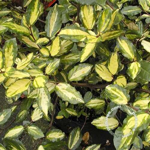 Afbeelding bij Stekelige olijfwilg - Elaeagnus pungens 'Maculata' 