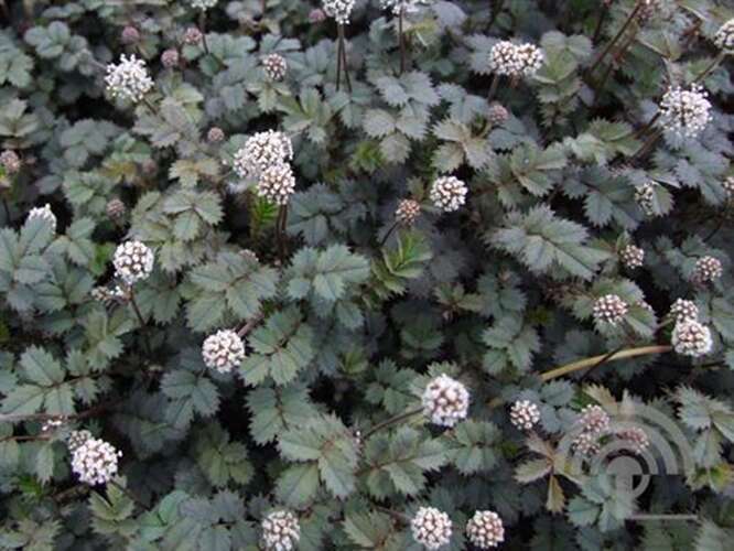 Afbeelding bij Stekelnootje magellanica