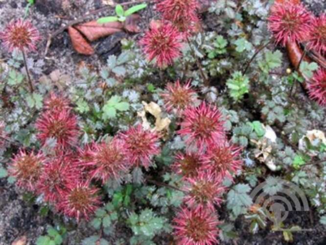 Afbeelding bij Stekelnootje microphylla &#039;Kupferteppich&#039;