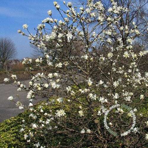 Afbeelding bij Stermagnolia - Magnolia stellata 'Royal Star'