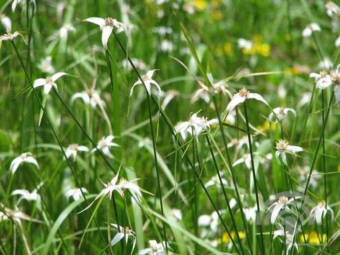 Afbeelding bij Sterrengras - Dichromena colorata