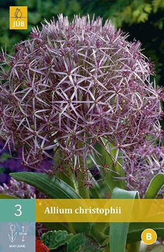 Afbeelding bij  Sterrenlook - Allium Christophii