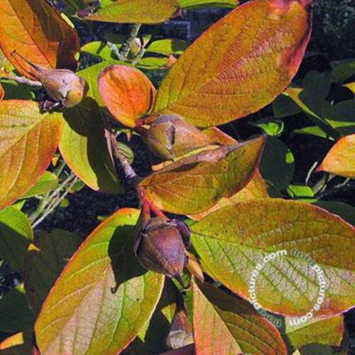 Afbeelding bij Stewartia - Stewartia pseudocamellia