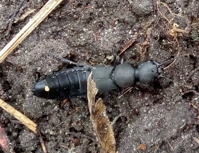 Afbeelding bij Stinkende kortschildkever