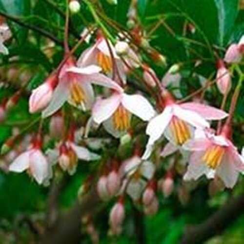 Afbeelding bij Storaxboom - Styrax jap. &#039;Snowfall&#039; 