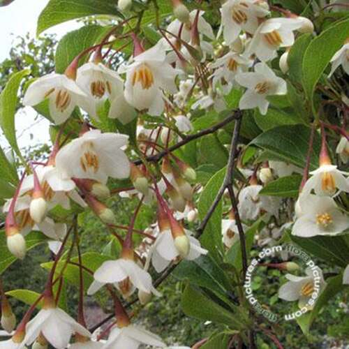 Afbeelding bij Storaxboom - Styrax japonicus 
