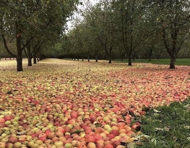 Afbeelding bij Storm in Ierland blaast alle appels van bomen