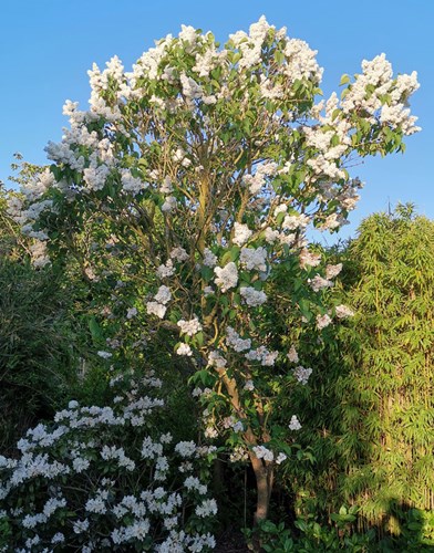 Afbeelding bij Syringa vulgaris  / Sering (soort)