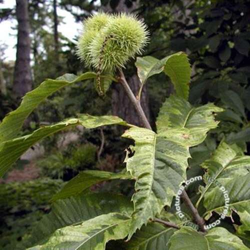 Afbeelding bij Tamme kastanje - Castanea sativa &#039;Variegata&#039;