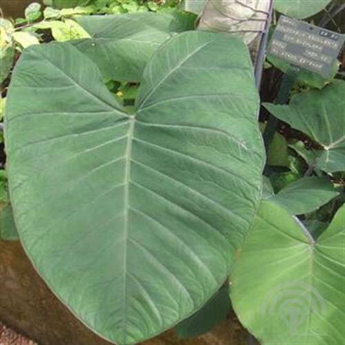 Afbeelding bij Taro - Colocasia esculenta