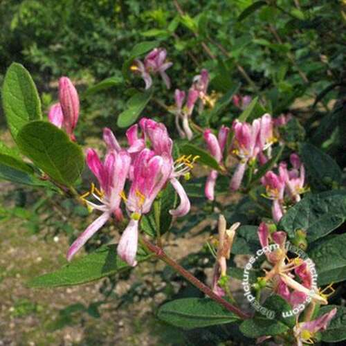 Afbeelding bij Tartaarse kamperfoelie - Lonicera tatar. &#039;Rosea&#039;