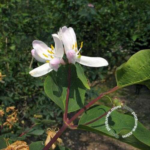 Afbeelding bij Tartaarse kamperfoelie - Lonicera tatarica