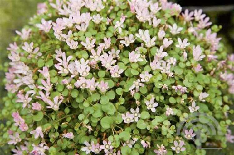 Afbeelding bij Teer guichelheil - Anagallis tenella