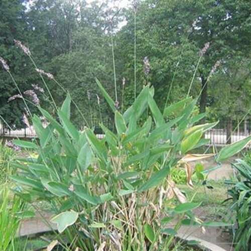 Afbeelding bij Thalia - Thalia dealbata