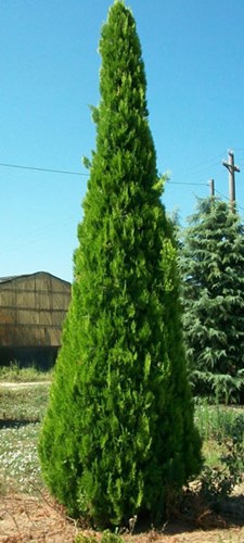 Afbeelding bij Thuja pyramidalis / Westerse levensboom