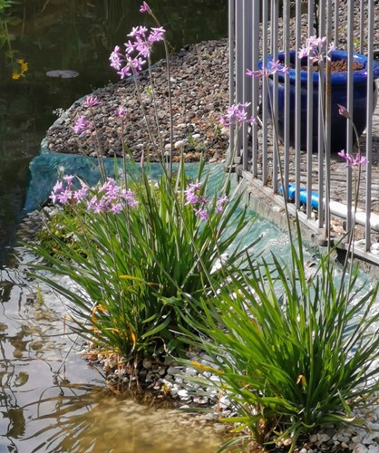 Afbeelding bij Thulbachia violacea / Moerasknoflook