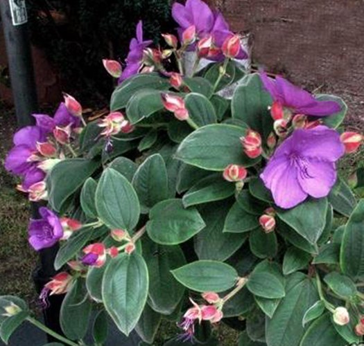 Afbeelding bij Tibouchina urvilleana /spinnenbloem
