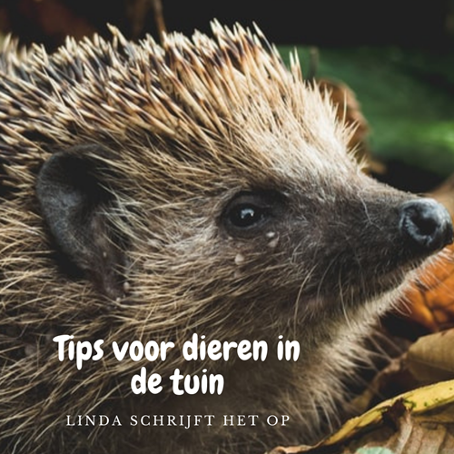 Afbeelding bij Tips voor dieren in de tuin