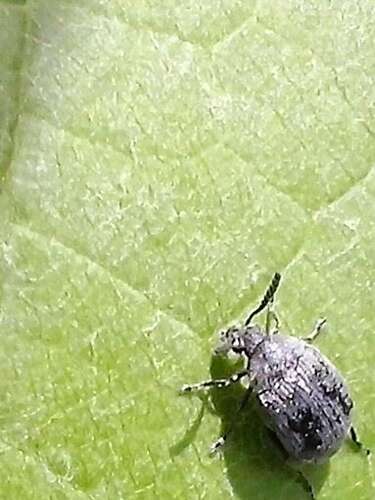 Afbeelding bij Torren in mijn blauwe druif