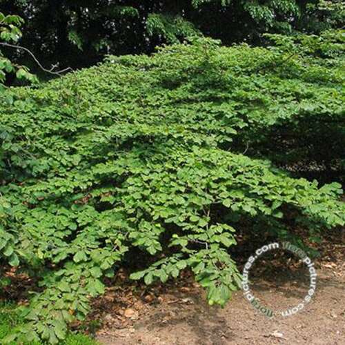 Afbeelding bij Toverhazelaar -Hamamelis int. &#039;Arnold Promise&#039;  