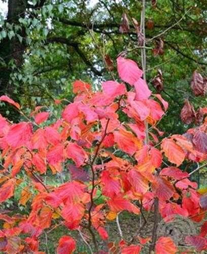 Afbeelding bij Toverhazelaar - Hamamelis int. &#039;Diane&#039; 