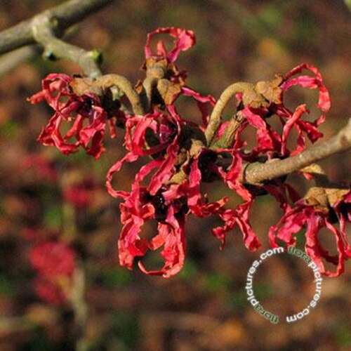 Afbeelding bij Toverhazelaar - Hamamelis int. &#039;Feuerzauber&#039; 