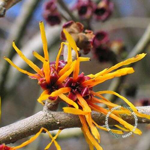 Afbeelding bij Toverhazelaar - Hamamelis int. &#039;Jelena&#039; 