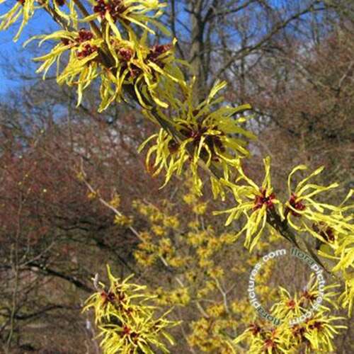 Afbeelding bij Toverhazelaar - Hamamelis int. 'Pallida' 