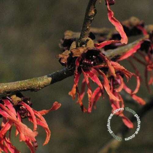 Afbeelding bij Toverhazelaar - Hamamelis int. &#039;Ruby Glow&#039; 