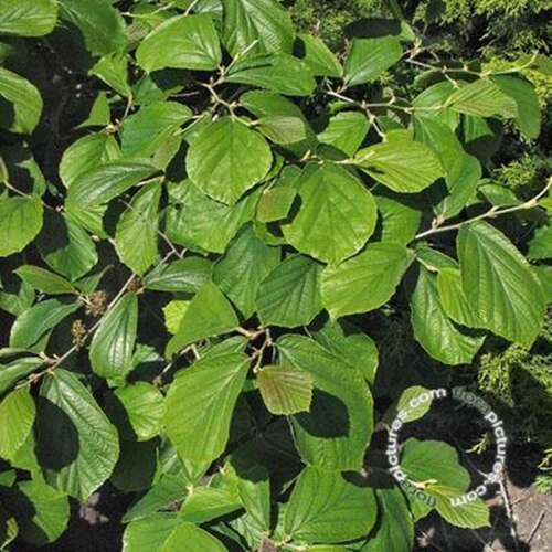 Afbeelding bij Toverhazelaar - Hamamelis int. &#039;Westerstede&#039; 