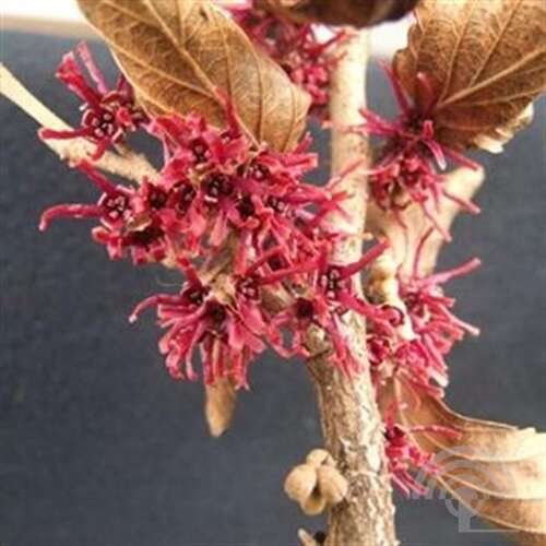 Afbeelding bij Toverhazelaar - Hamamelis vern. &#039;Amethyst&#039;