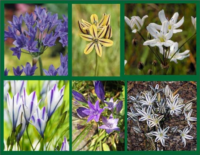 Afbeelding bij Triteleia  