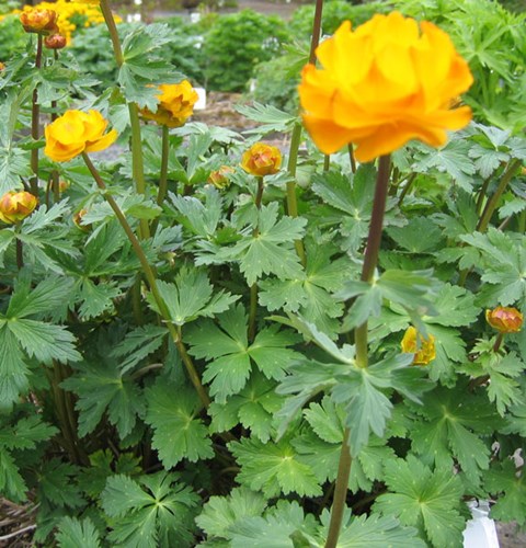 Vaste planten