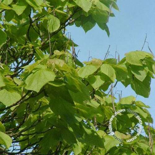 Afbeelding bij Trompetboom - Catalpa bignonioides &#039;Aurea&#039;