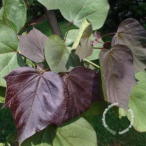 Afbeelding bij Trompetboom - Catalpa erubescens &#039;Purpurea&#039;