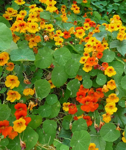 Afbeelding bij Tropaeolum / Oostindische kers