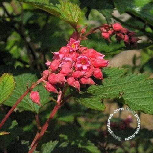 Afbeelding bij Trosspiraea - Neillia affinis 