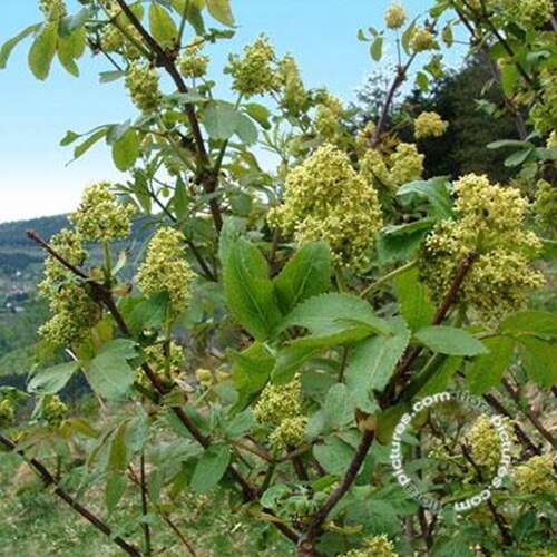 Afbeelding bij Trosvlier - Sambucus racemosa