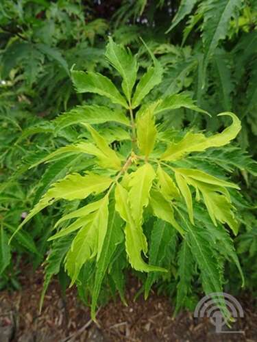 Afbeelding bij Trosvlier - Sambucus racemosa &#039;Plumosa  Aurea&#039;