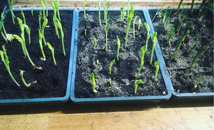 Afbeelding bij Tuinboon voortrekken (het vervolg 20-12)