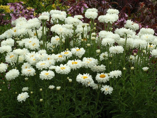 Afbeelding bij Tuinmargriet / Leucanthemum  soort