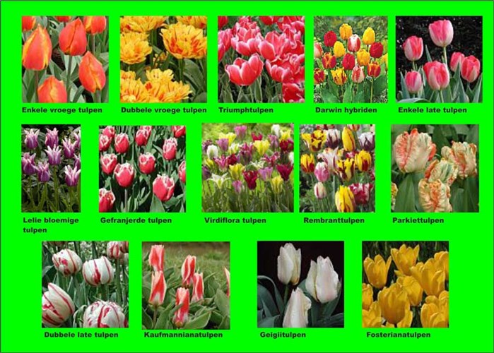 Afbeelding bij Tulipa / Tulpen  (soort)