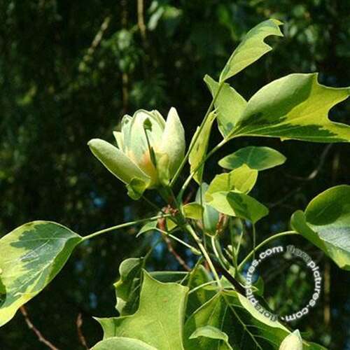 Afbeelding bij Tulpenboom - Liriodendron tulip. &#039;Aureomarginata&#039;