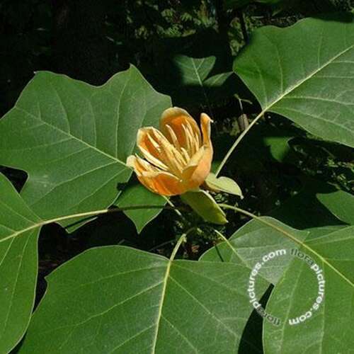 Afbeelding bij Tulpenboom - Liriodendron tulipifera