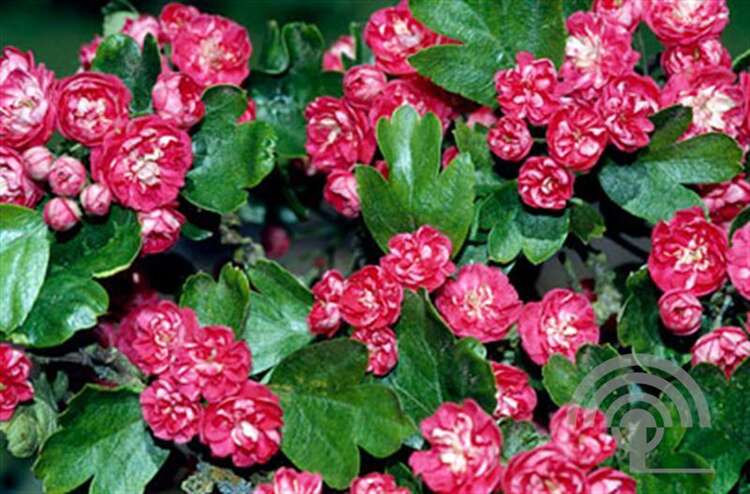 Afbeelding bij Tweestijlige meidoorn - Crataegus laev. &#039;Paul&#039;s Scarlet&#039; 