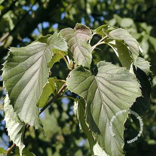 Afbeelding bij Vaantjesboom - Davidia involucrata 