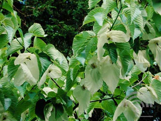Afbeelding bij Vaantjesboom - Davidia involucrata &#039;Sonoma&#039; 