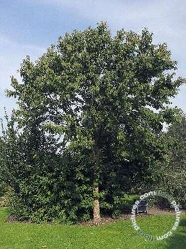 Afbeelding bij Vaantjesboom - Davidia involucrata &#039;Vilmoriniana&#039; 