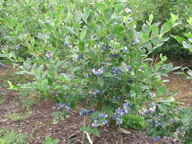 Afbeelding bij Vaccinium corymbosum / Blauwe bes